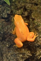 Mantella aurantiaca