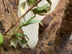 Heteropteryx dilatata