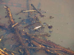 Gerromorpha