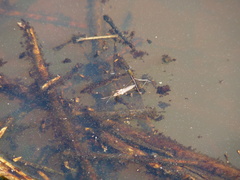 Gerromorpha