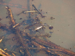 Gerromorpha