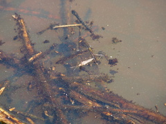 Gerromorpha