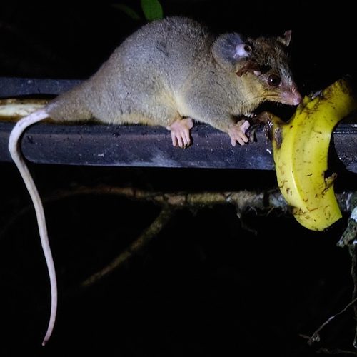 Bare-tailed Woolly Opossum