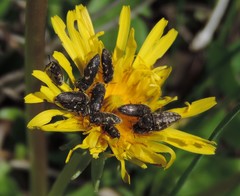 Acmaeodera neglecta neoneglecta