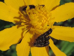 Acmaeodera neglecta neoneglecta