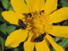 Acmaeodera neglecta neoneglecta