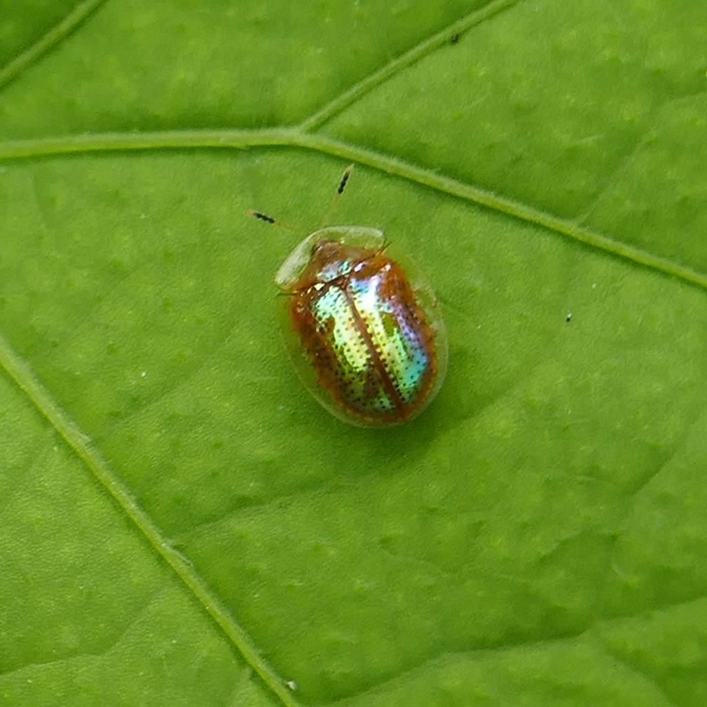 Metrionella bilimeki