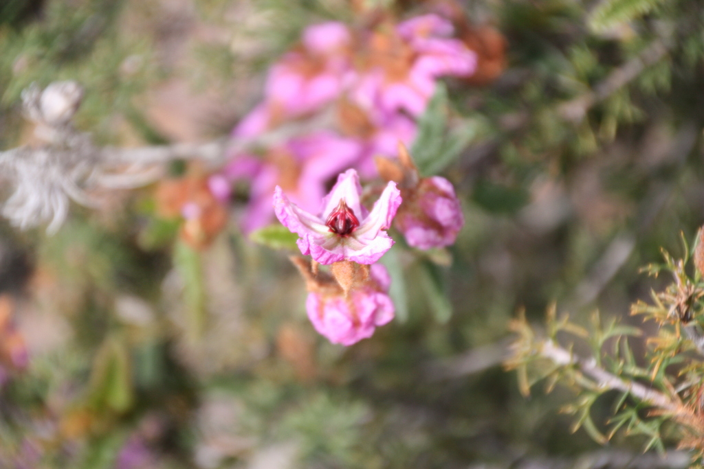 large flowered thomasia from Hill River WA 6521, Australie on August 18 ...