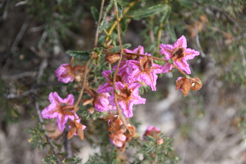 Image of Thomasia grandiflora by (c) luluchouette, some rights reserved (CC BY)