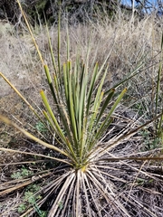 Yucca campestris