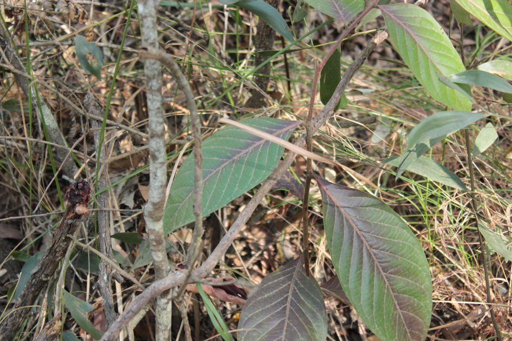 Umbrella Cheese Tree from Glass House Mountains QLD 4518, Australia on