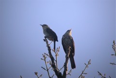 Campylorhynchus turdinus