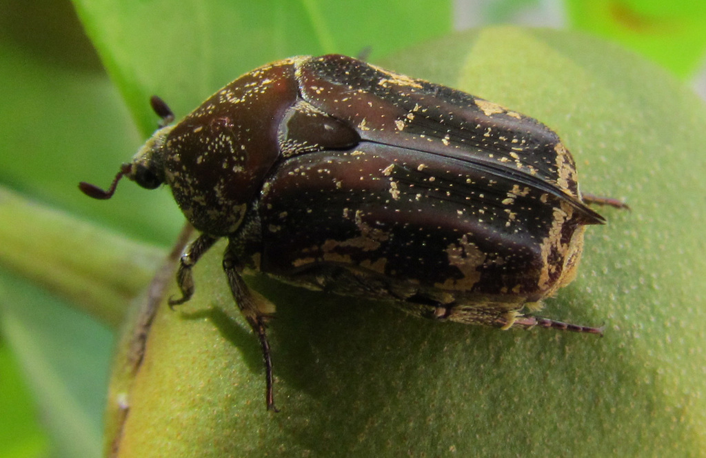 Mango flower beetle