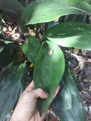 Aspidistra elatior