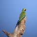 Red-bellied Macaw - Photo (c) Rob Van Epps, some rights reserved (CC BY-NC)