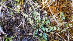 Gingidia baxterae