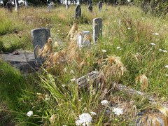 Miscanthus nepalensis