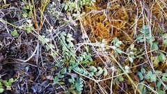 Gingidia baxterae