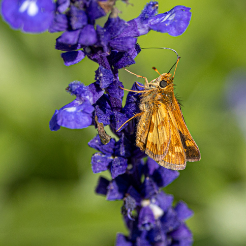 Peck's Skipper, Mississauga, ON, Canada, photo 7 of 10