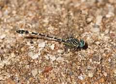 Austrogomphus cornutus