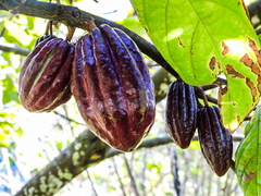 Theobroma cacao image