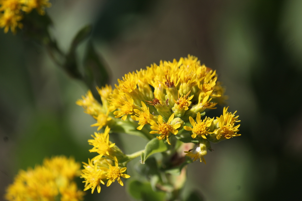 stiff-leaved goldenrod from White Bear Lake, MN, USA on August 31, 2023 ...