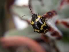 Gallerucida bifasciata