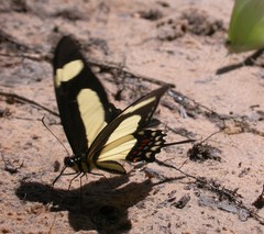 Heraclides torquatus