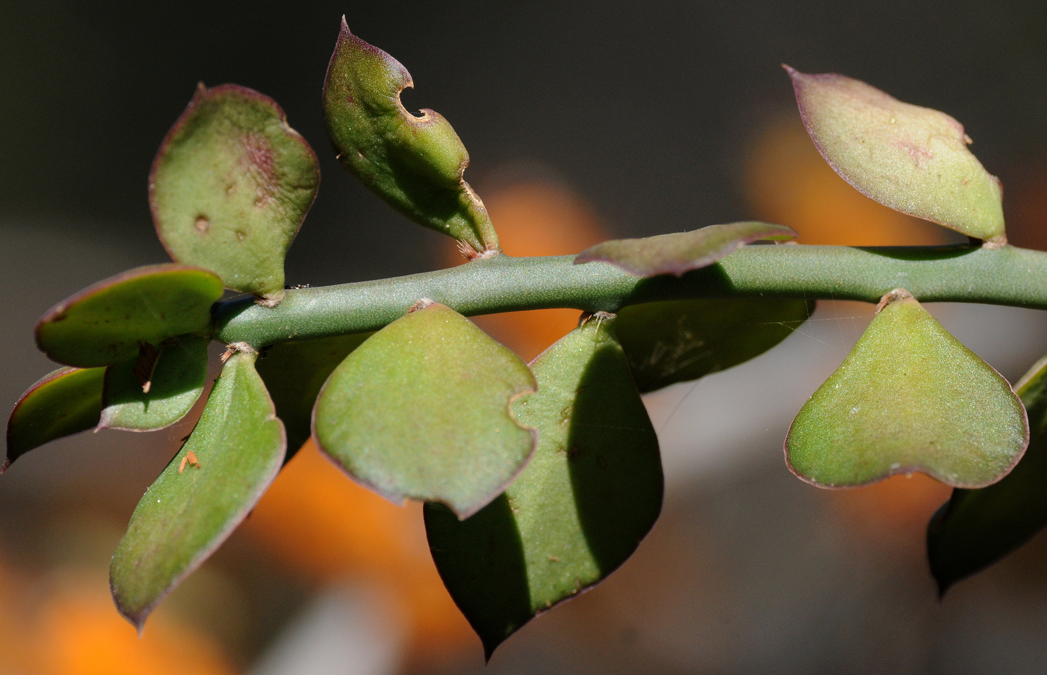 Pereskiopsis porteri