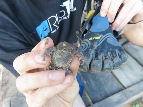 Ingerophrynus philippinicus