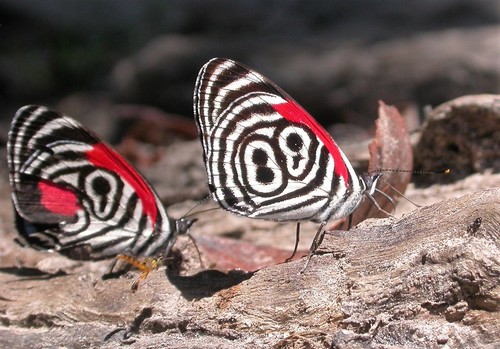 Widespread Eighty-eight