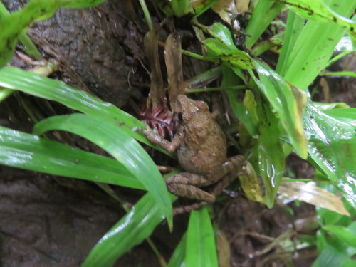 Platymantis dorsalis