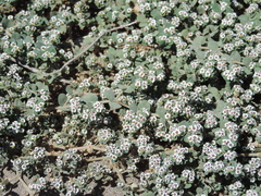 Euphorbia leucophylla