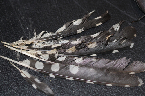 Plume de Pic épeiche