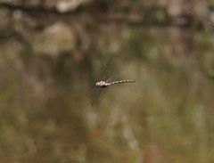 Austroaeschna unicornis