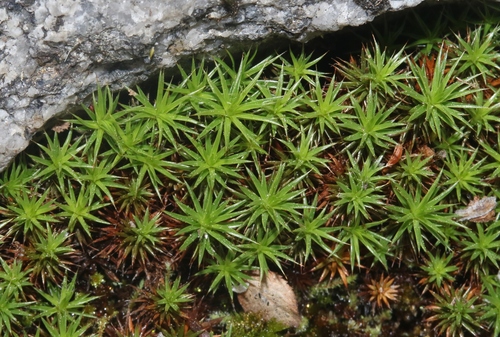 Lyall's polytrichum moss (Meiotrichum lyallii)