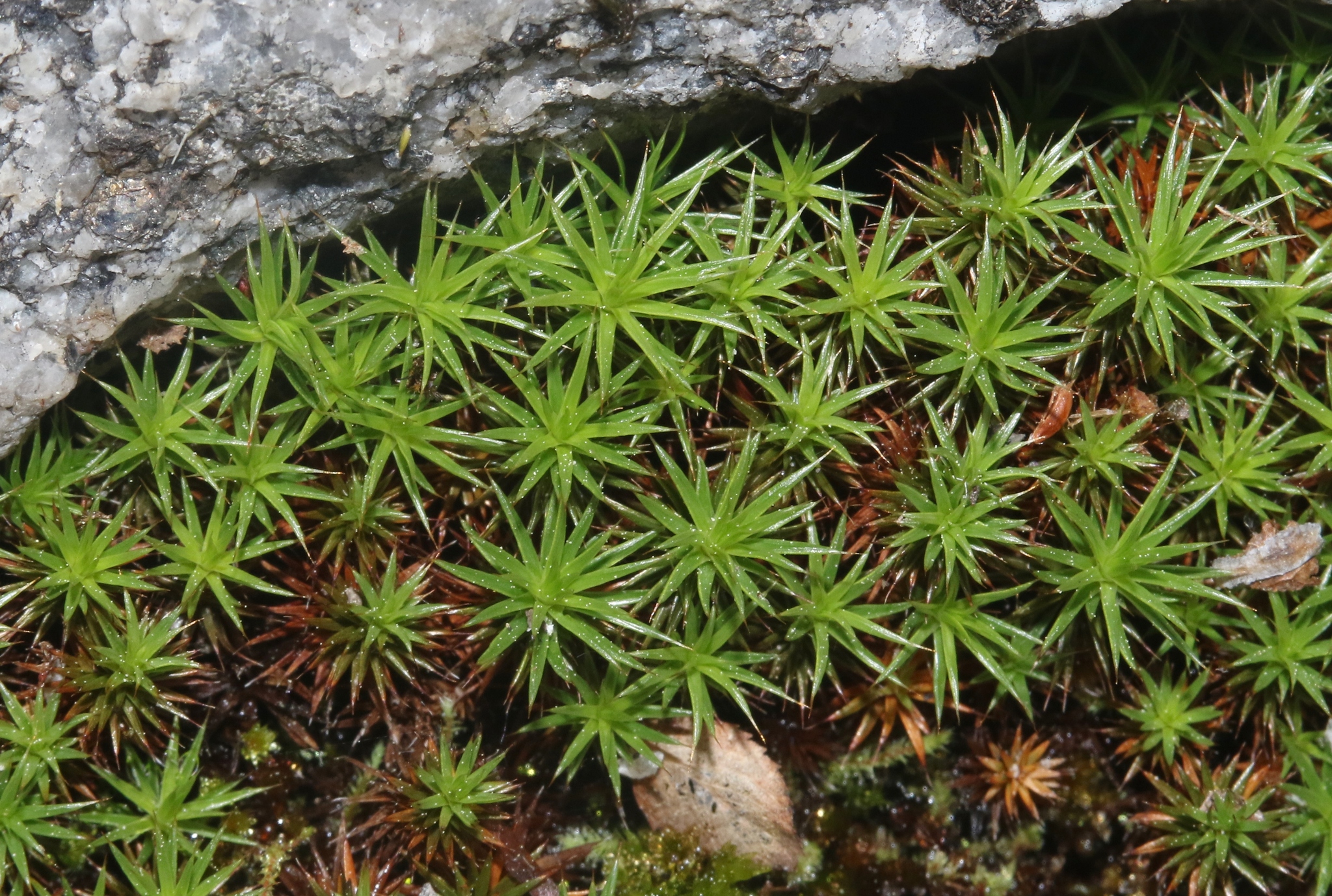 Meiotrichum lyallii