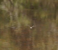 Austroaeschna unicornis