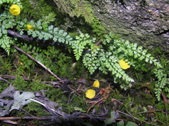 Asplenium tenuicaule