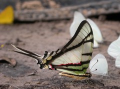 Protesilaus telesilaus