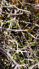 Pittosporum anomalum