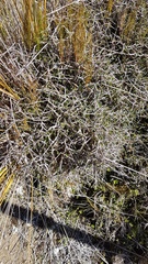 Pittosporum anomalum