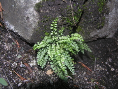 Asplenium tenuicaule