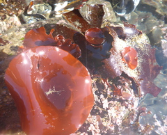 Constantinea simplex