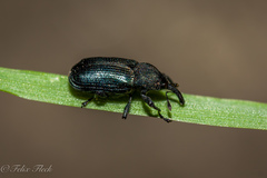 Magdalis violacea