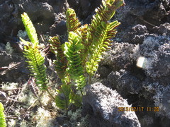 Polypodium pellucidum vulcanicum