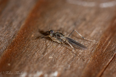 Tachydromiinae