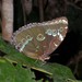 Achilles Morpho - Photo (c) Rob Van Epps, some rights reserved (CC BY-NC), uploaded by Rob Van Epps