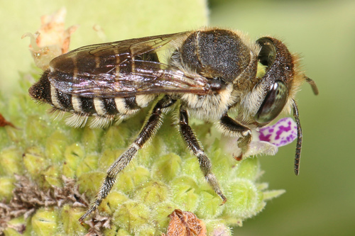 Alfalfa Leafcutter Bee photo 3