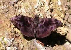 Ebrietas